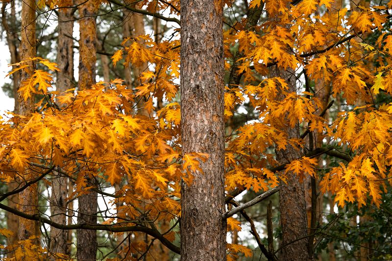 Portfoliophoto preview