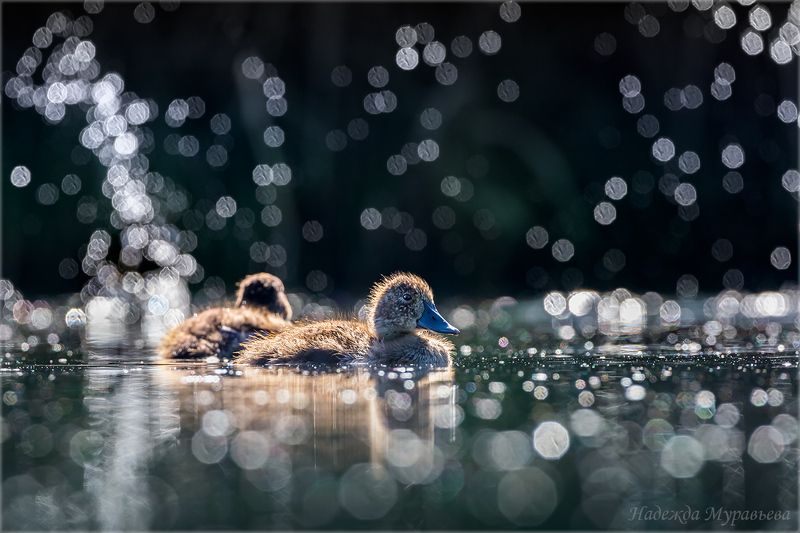 красноголовый нырок, птенец, брызги, контровой свет, болото, aythya ferina, Фейерверкphoto preview