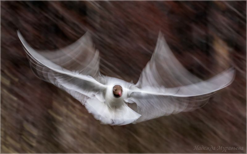 озёрная чайка, длинная выдержка, полёт, абстракция, арт, Полётphoto preview