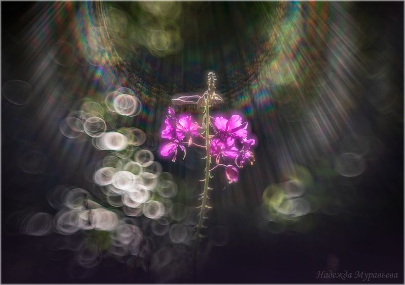 свет, боке, арт, гелиос, Да будет свет!photo preview