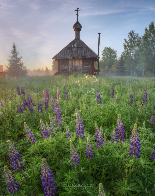 С люпинами...photo preview