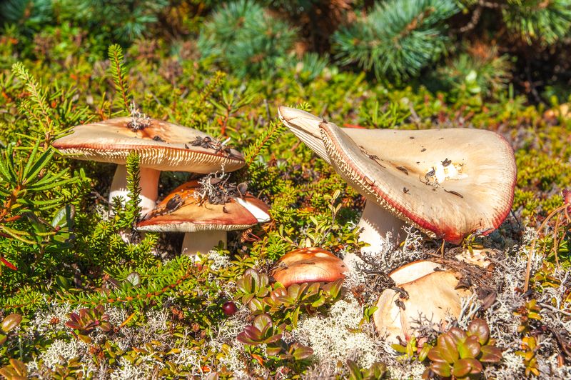 Сыроегиныphoto preview