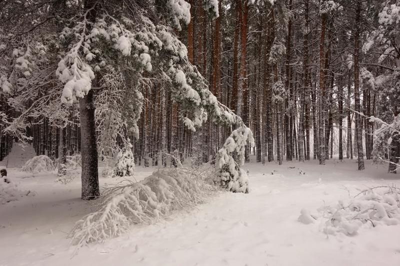 Припорошило...photo preview