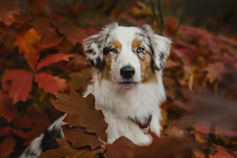 dog, собака, австралийская овчарка, портрет ASTRELphoto preview