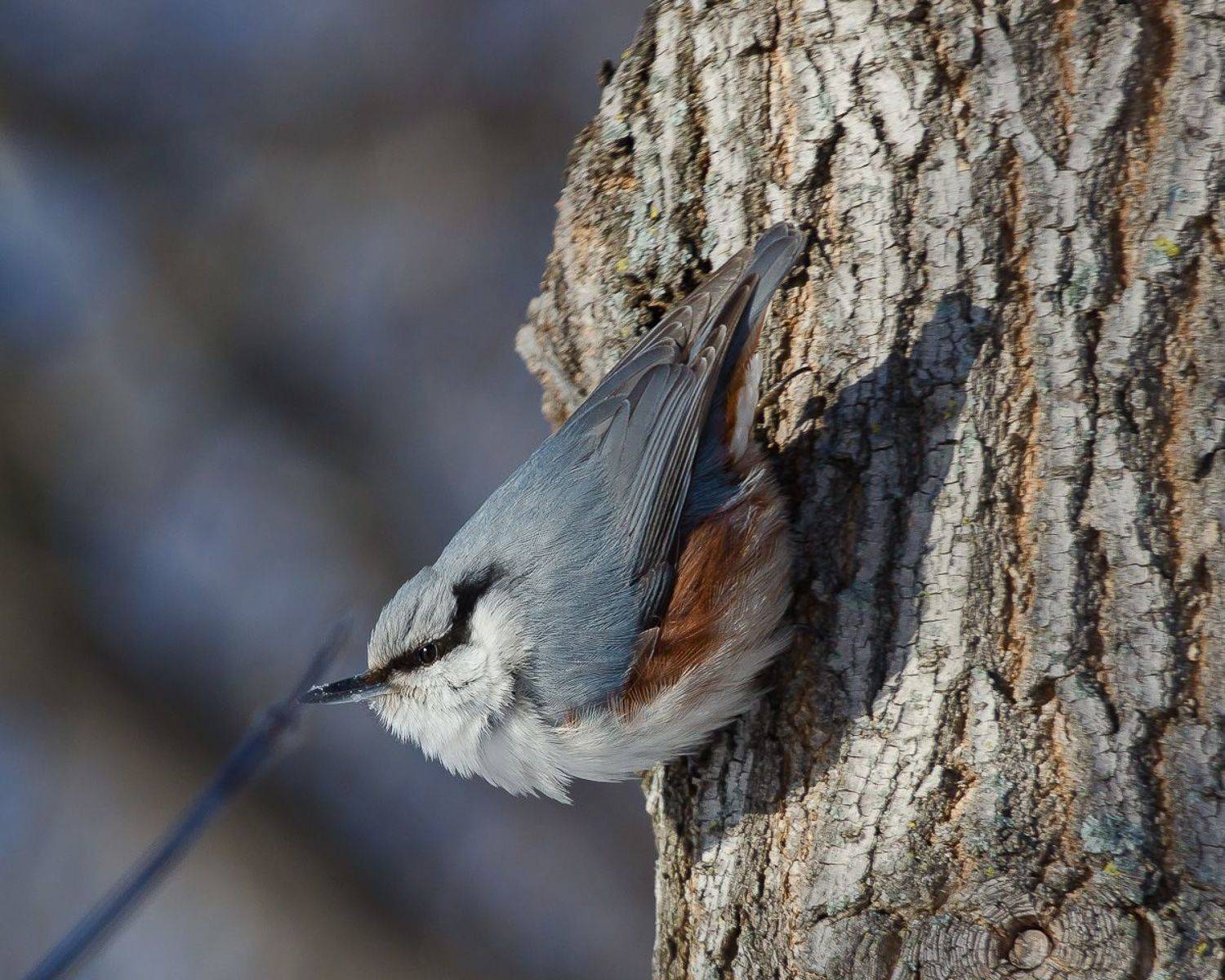 Холодно однако. Автор: Алексей Юденков птицы, поползень, birds, wildlife, nuthatch, Алексей Юденков
