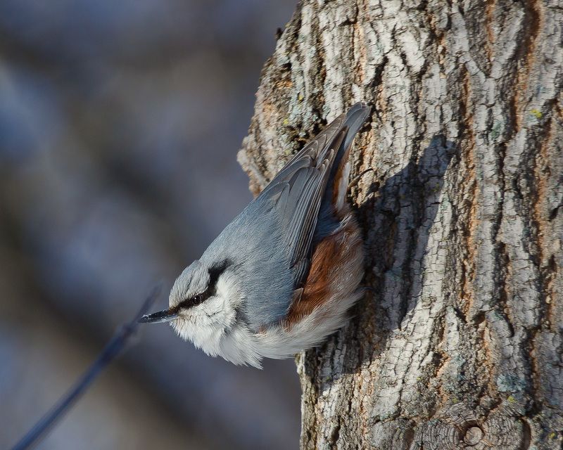 птицы, поползень, birds, wildlife, nuthatch Холодно однакоphoto preview