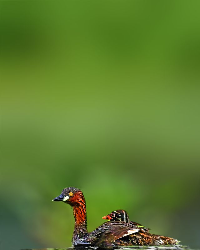 wildlife,birds,bird,nature,green,grebe The little grebephoto preview