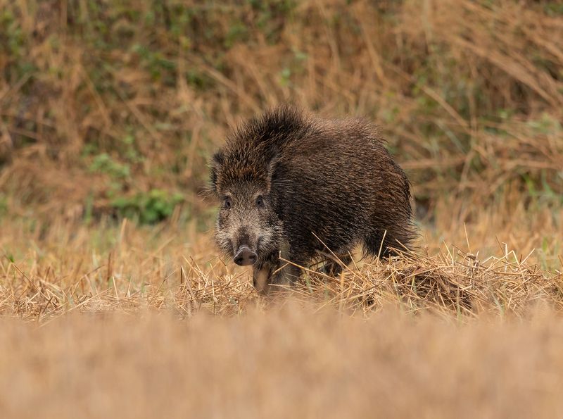 Дикая причёскаphoto preview