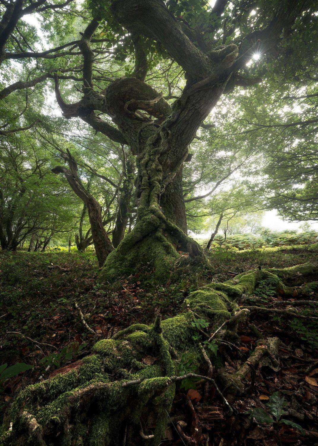 Tree, forest, mood, wood, misty, Stefano Balma