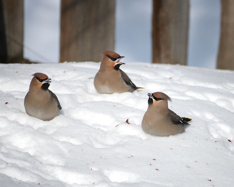зима, птицы три сестрицы под окном...photo preview