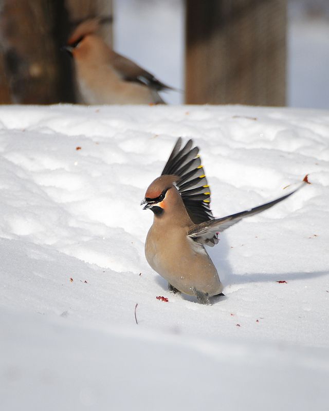 Хорошо та как!photo preview