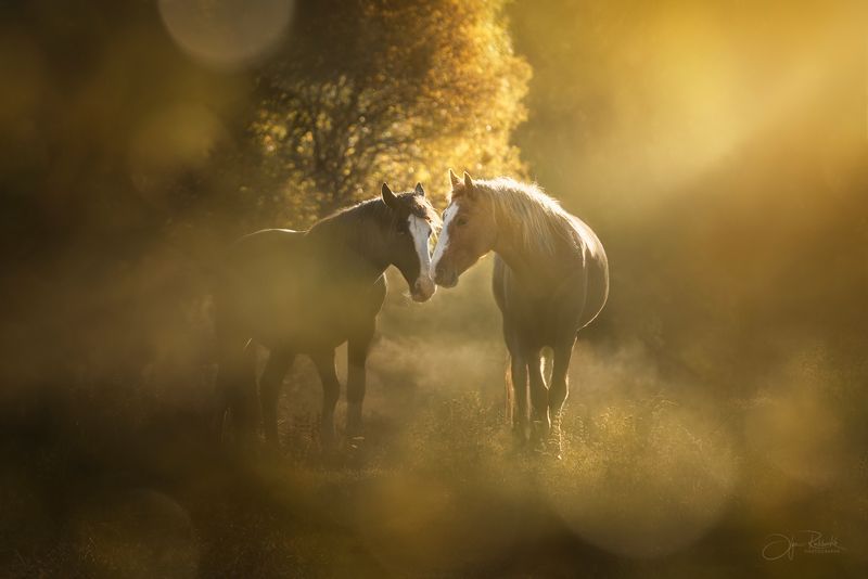 лошади, осень, настроение, кавказ Осень на двоих фото превью