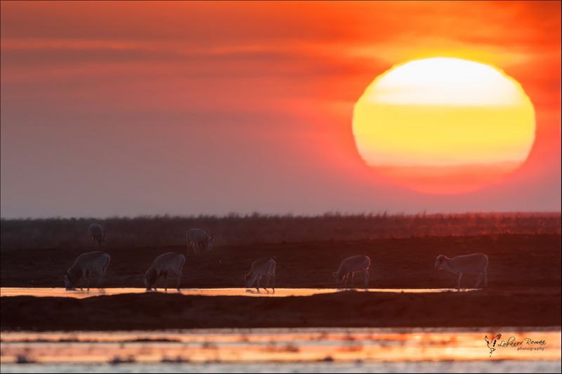 заказник, степной, сайгак, лобанов, пересвет Утро в степи с сайгакамиphoto preview