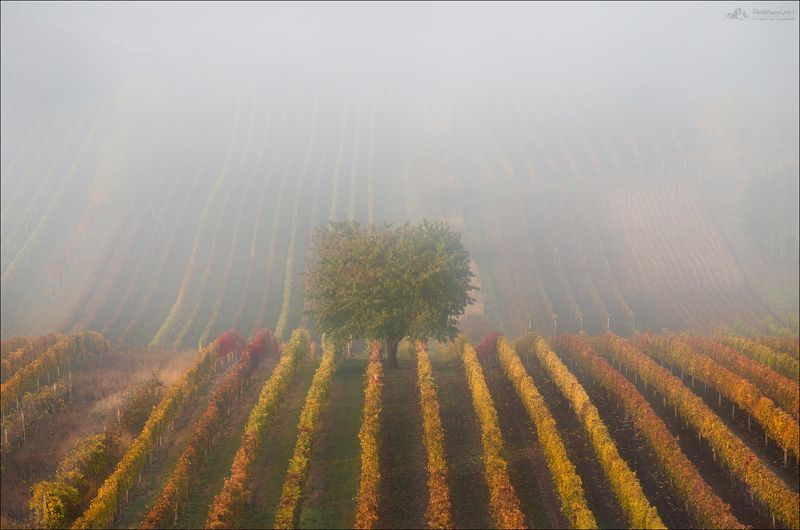 чехия, южная моравия, czech, south moravia, Сельские истории..photo preview
