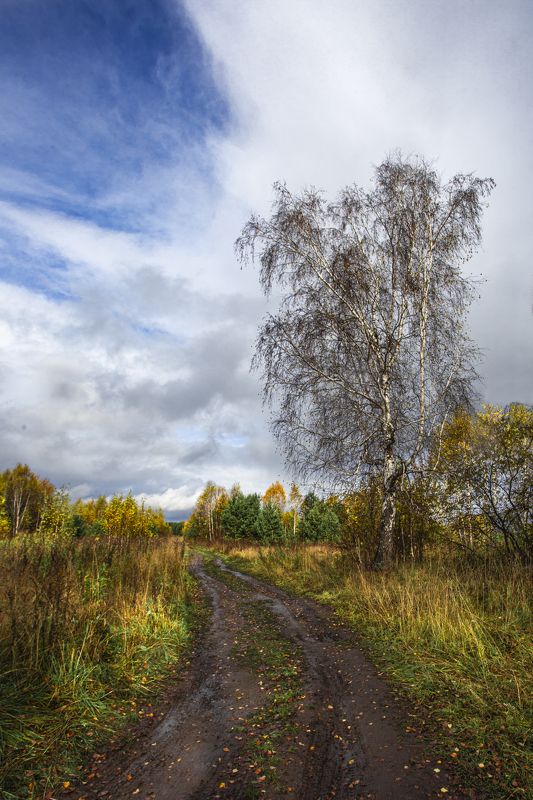 Береза у дорогиphoto preview