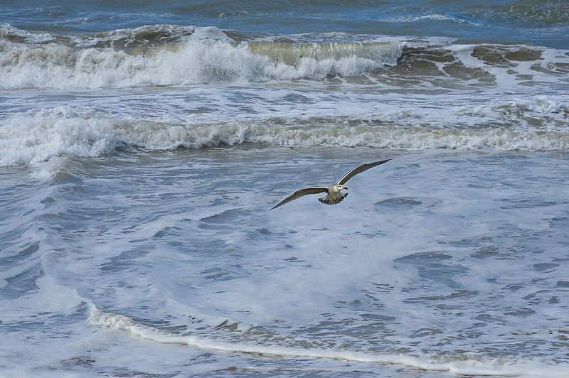 Le Crosicphoto preview