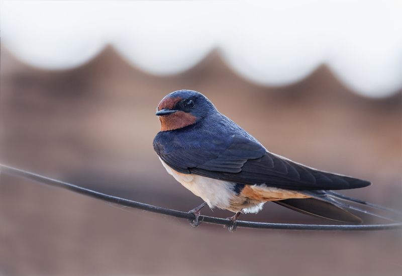 птица, ласточка деревенская, ласточка деревенская..photo preview