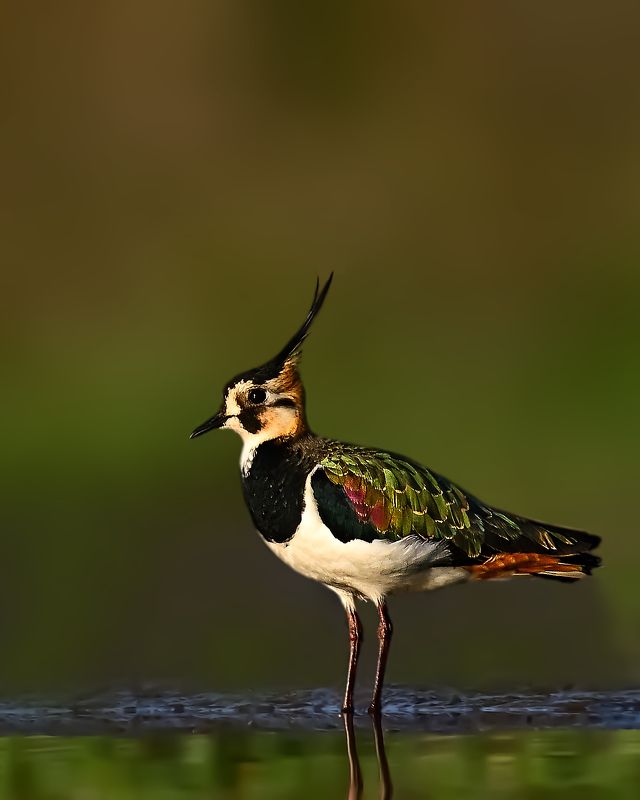 wildlife,animal.bird.birds,water,color,Northern lapwing Northern lapwingphoto preview