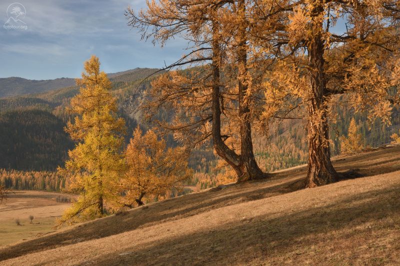 джазатор, алтай, беляши, аргут Утренние прогулкиphoto preview