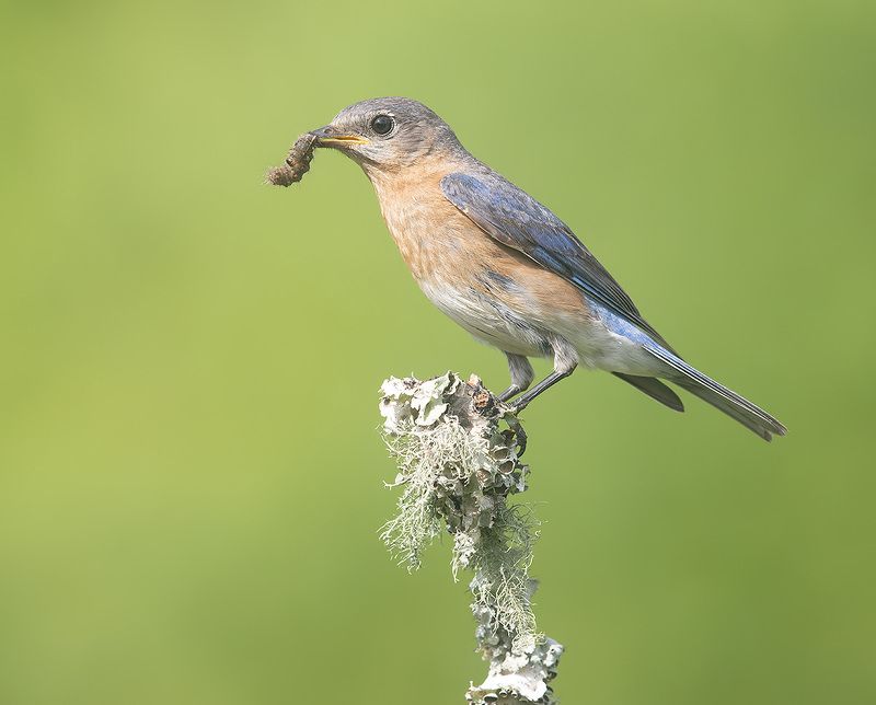 восточная сиалия, eastern bluebird,bluebird Eastern Bluebird female - Восточная сиалия (самка)photo preview