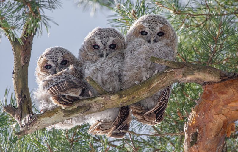 Серая неясыть, Strix aluco, совята - слётки Серая неясыть (Strix aluco), совята - слётки.photo preview