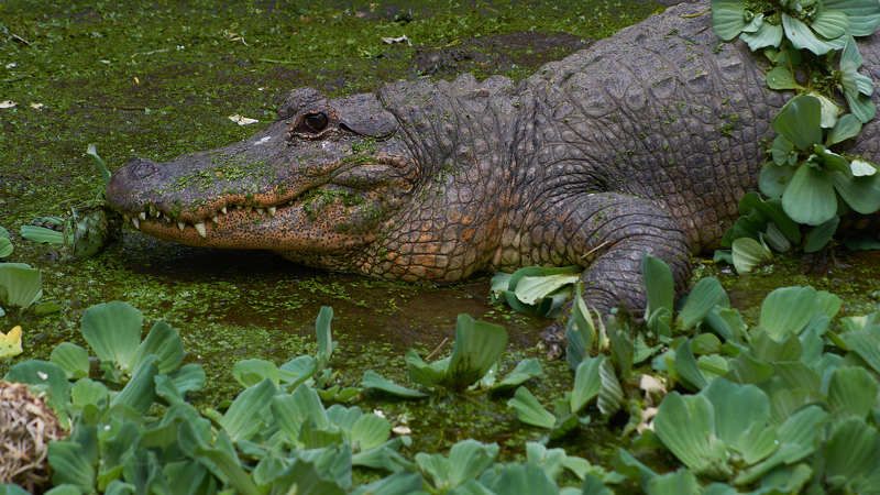 Американский аллигатор (ЮАР) фото превью