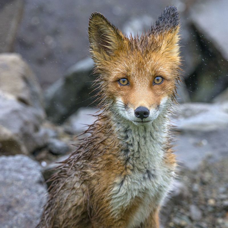 Лисенокphoto preview