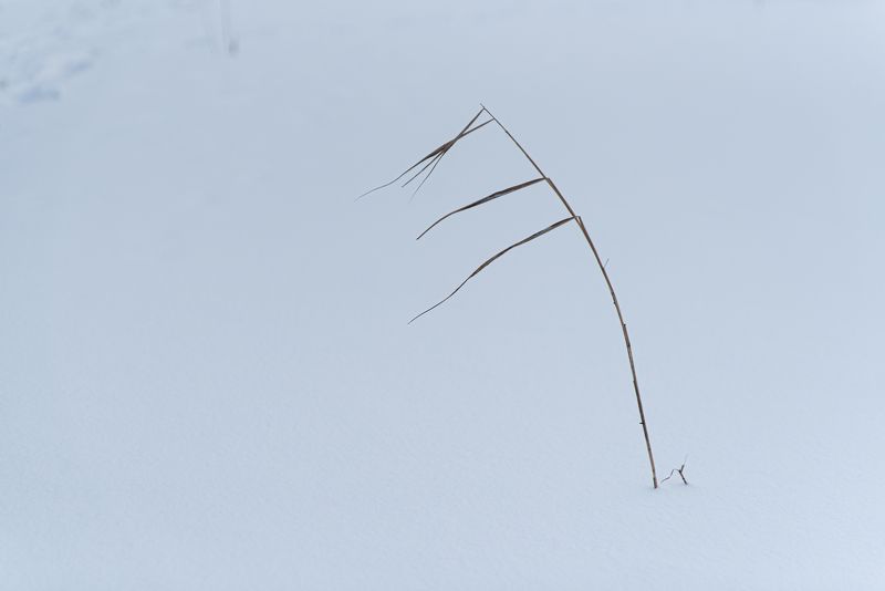 природа, зима листикиphoto preview