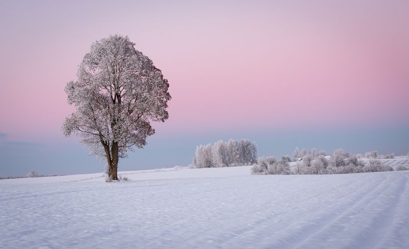 Pink morningphoto preview