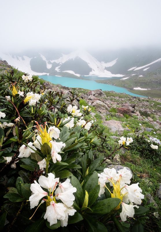 кавказ, горы, имеретинские озера, имеретинка, весна, кчр, пейзаж, природа, кавказские горы, рододендрон Укрытое величиеphoto preview