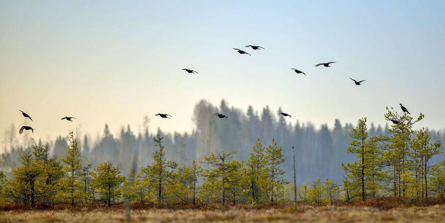 , Калинин Михаил