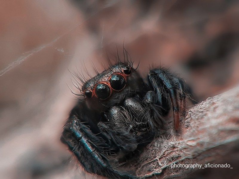 Macro Macro view of a small spider. Mobile photography photo preview