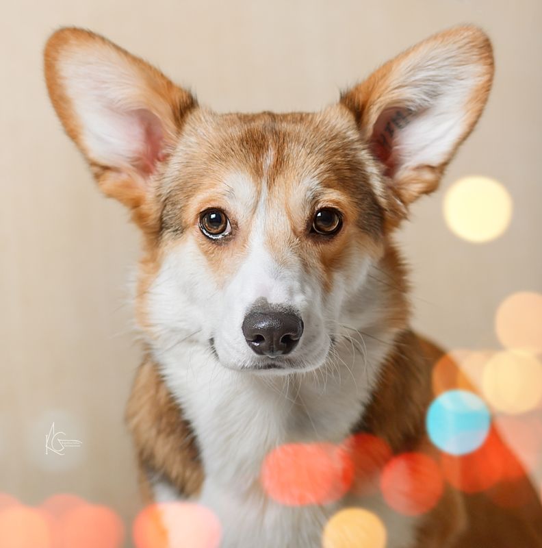 фото превью