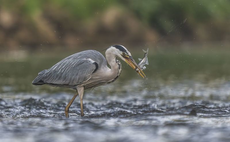 Czapla siwaphoto preview