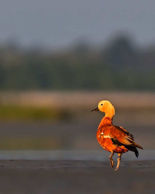 wildlife,bird,birds,animal,duck,Ruddy shelduck,nature Ruddy shelduckphoto preview