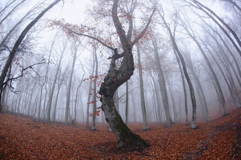 Танец в туманеphoto preview