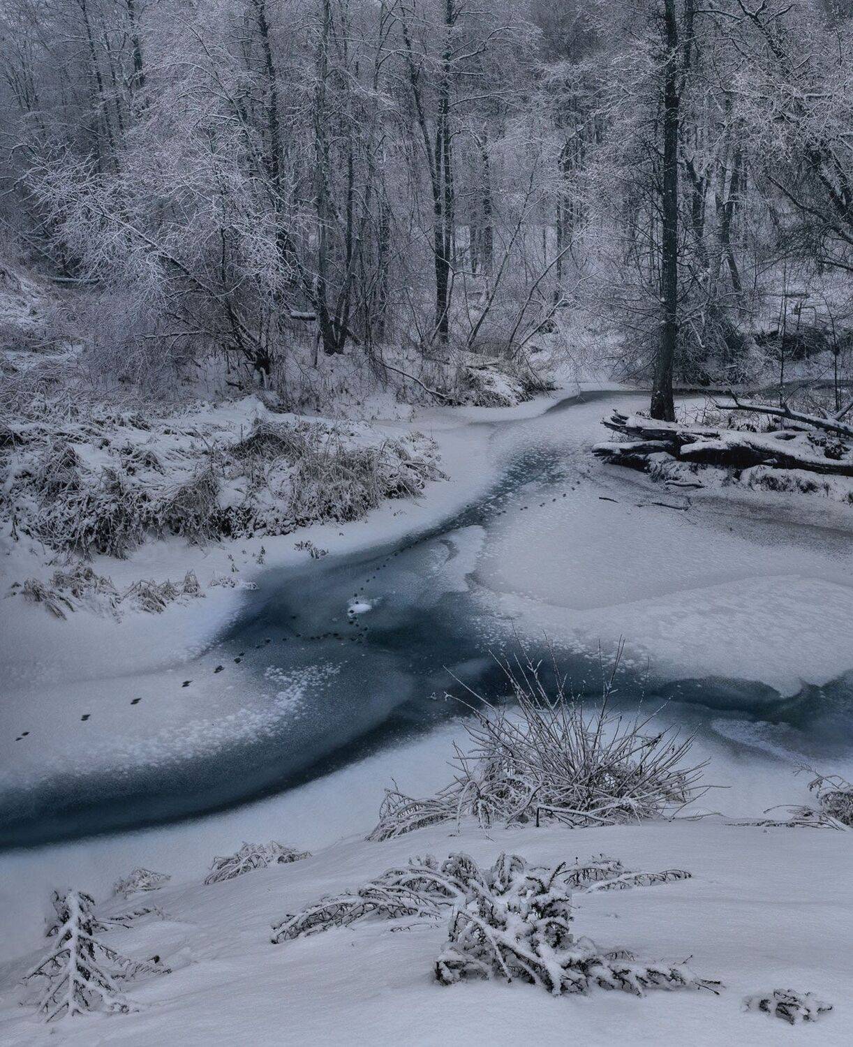 ***. Автор: Баранов Олег лес, свет, снег, природа, зима, Баранов Олег