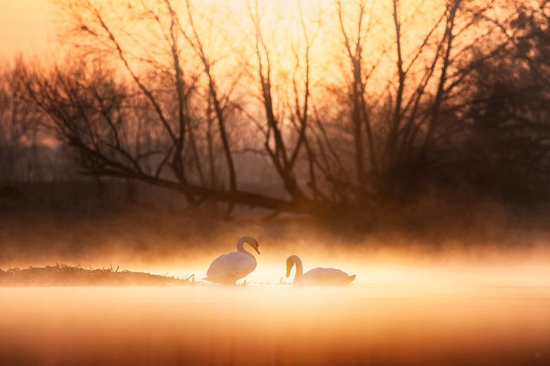 swan, birds, wildlife, lake, morning Nature Reservephoto preview