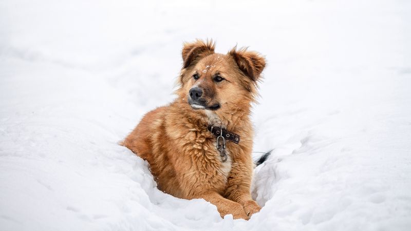 собакен фото превью