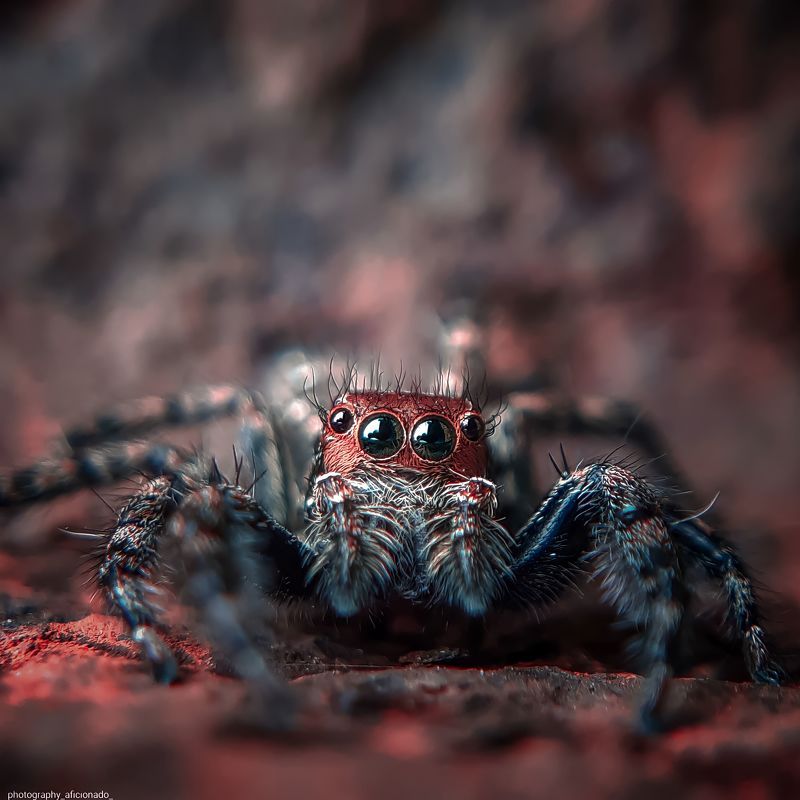 Macro A little spider close up view. Mobile photography photo preview