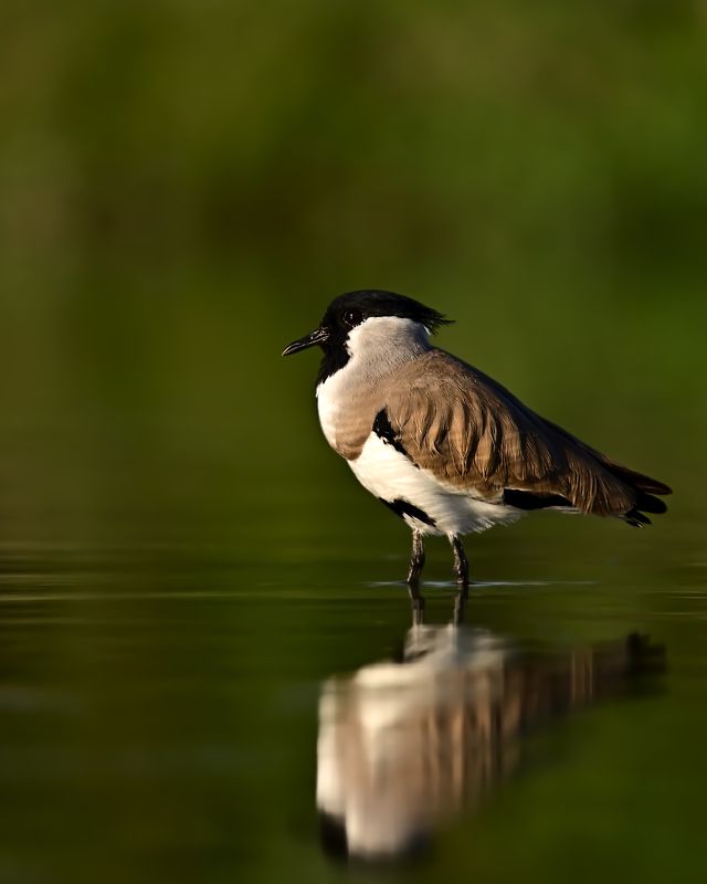 wildlife,animals,birds,bird,nature,River lapwing River lapwingphoto preview