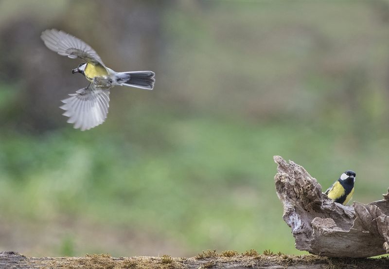 Большойphoto preview