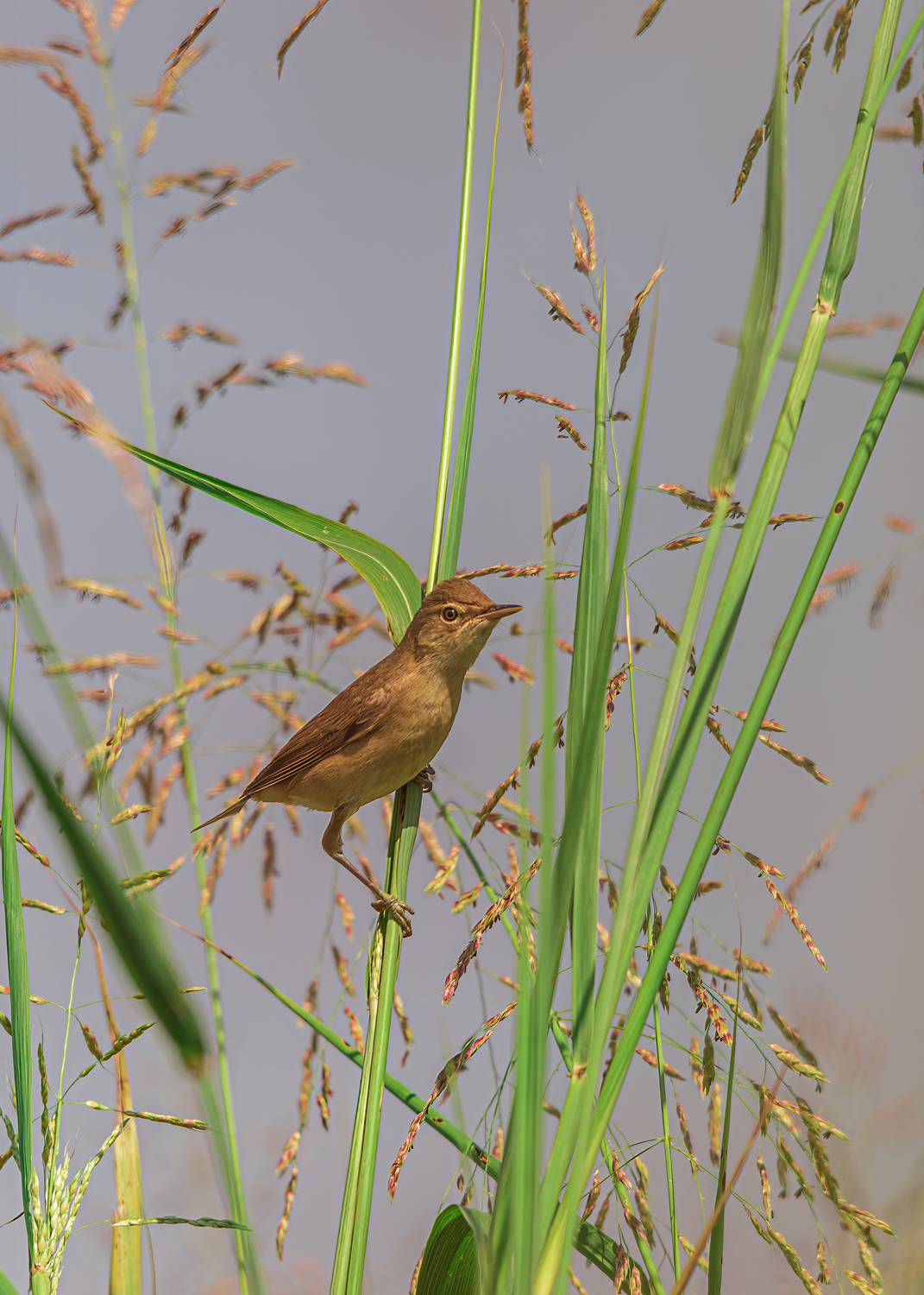 тростниковая, камышовка, Алексей Рыльский