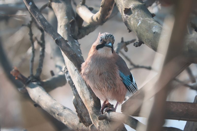 животные, природа, птицы, бердвотчинг, animals, birdwatching, birds День любопытной карезыphoto preview
