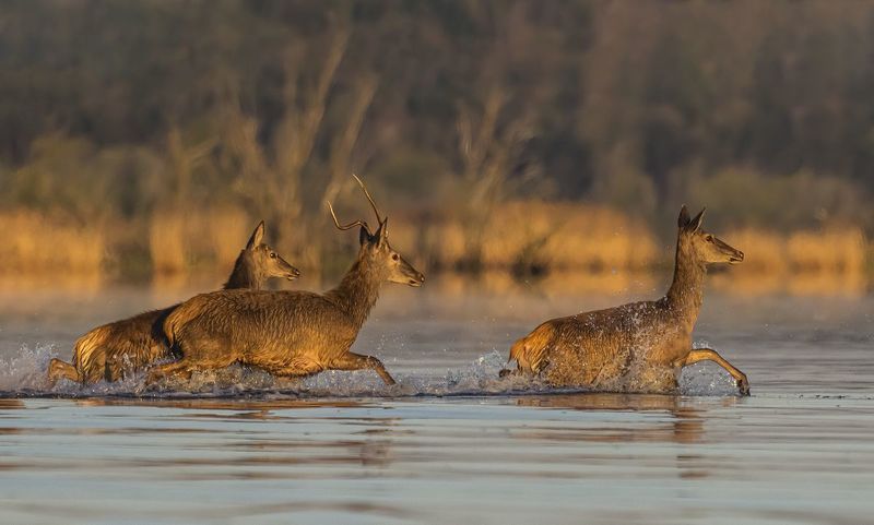 Jeleniephoto preview