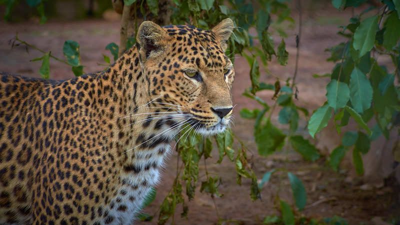 Леопард (ЮАР) фото превью