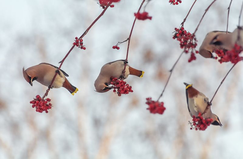 птицы, свиристель, рябина, на рябине..photo preview
