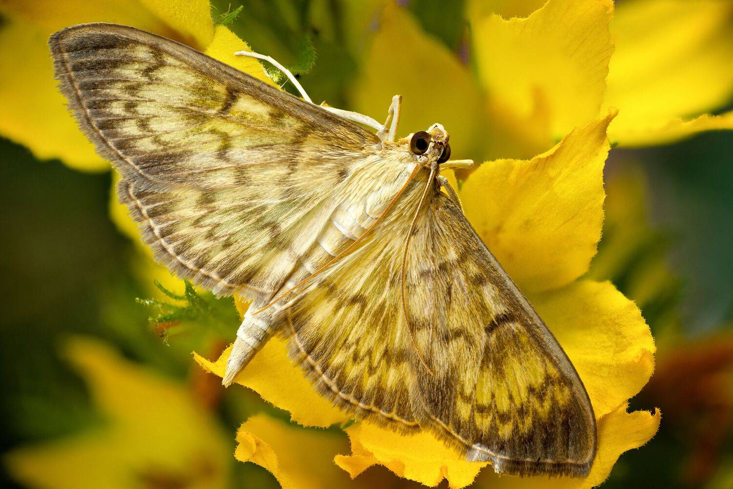 Pleuroptya ruralis. Автор: Антон Финевич , Антон Финевич