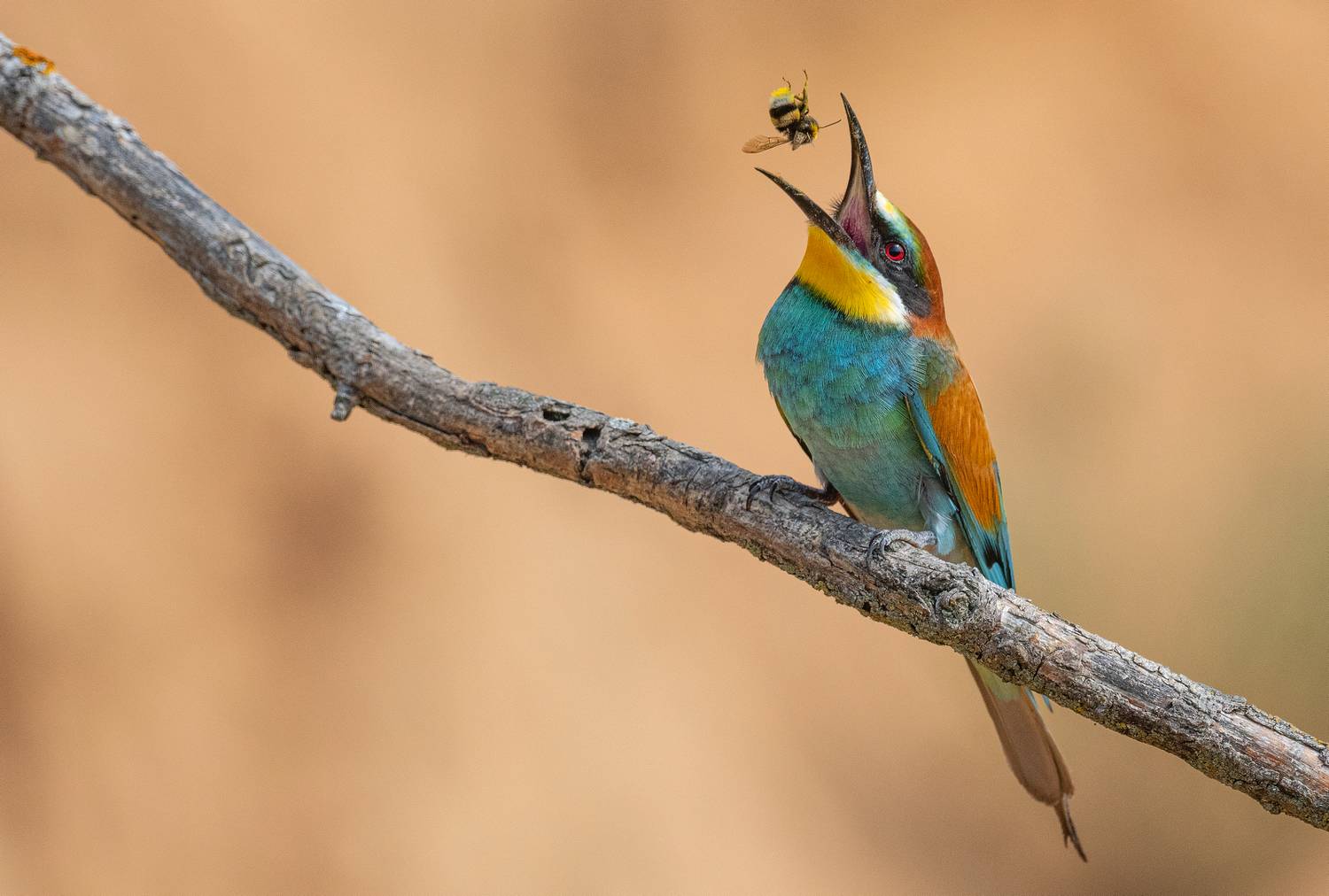 птица щурка весна лето, Руслан Сигушин