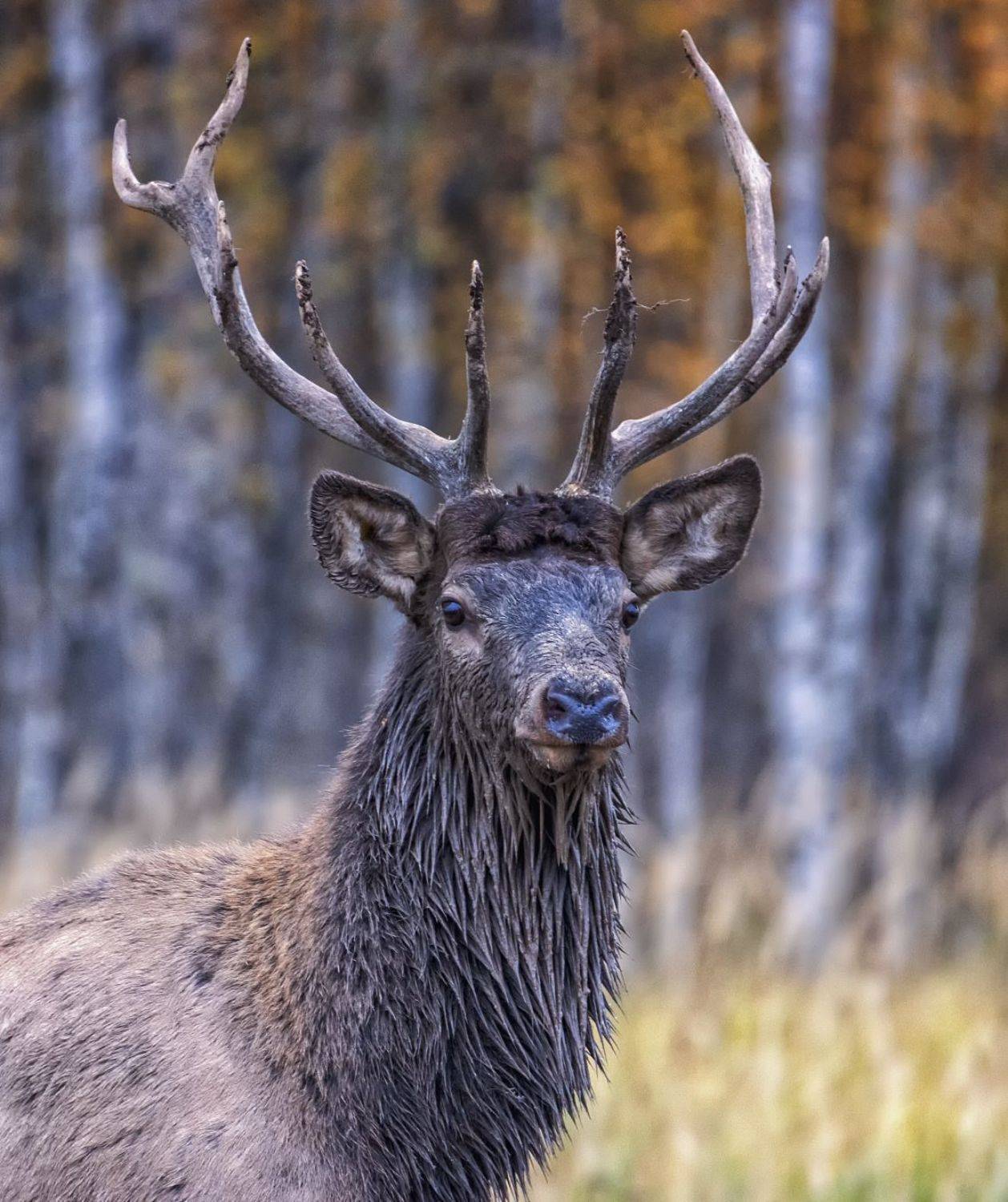 , Анатолий Салтыков